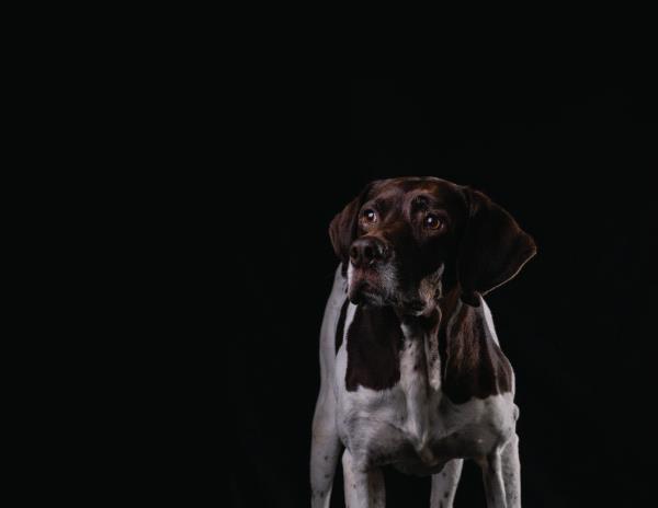 /Images/uploads/Southeast German Shorthaired Pointer Rescue/segspcalendarcontest2018/entries/8690thumb.jpg